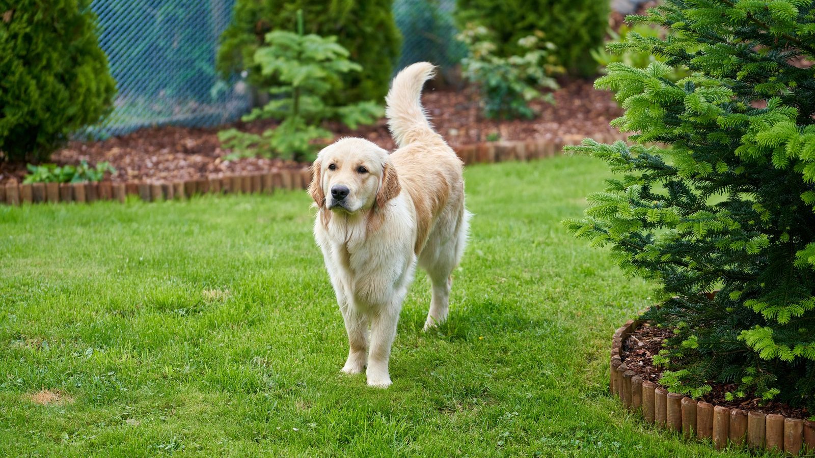 A happy dog in a clean, sunny backyard